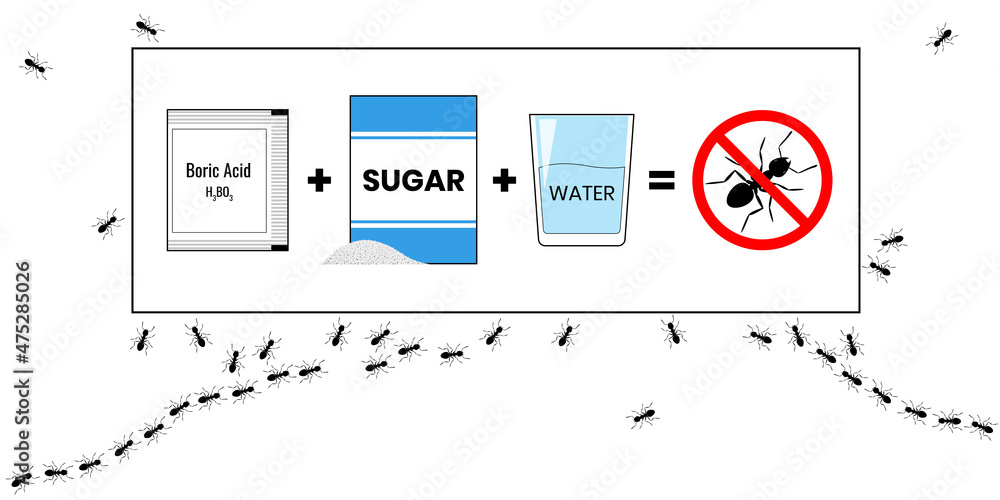 Ant bait recipe with Boric Acid, sugar and water. Insecticide