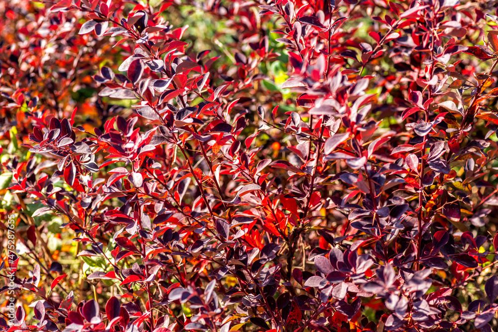 Autumn background from plants with red leaves. Selective focus. Fall