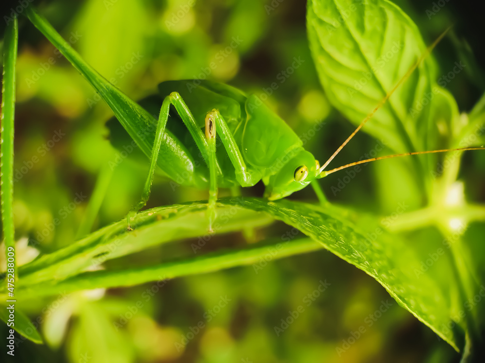 Grasshopper