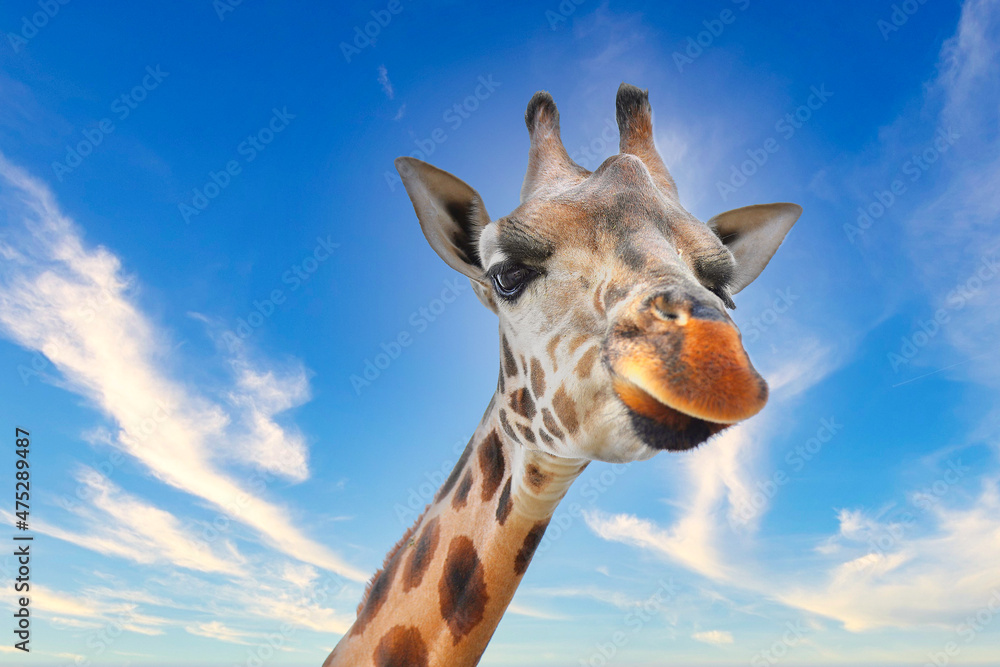 Naklejka premium giraffe in zoo, giraffe head in the sky