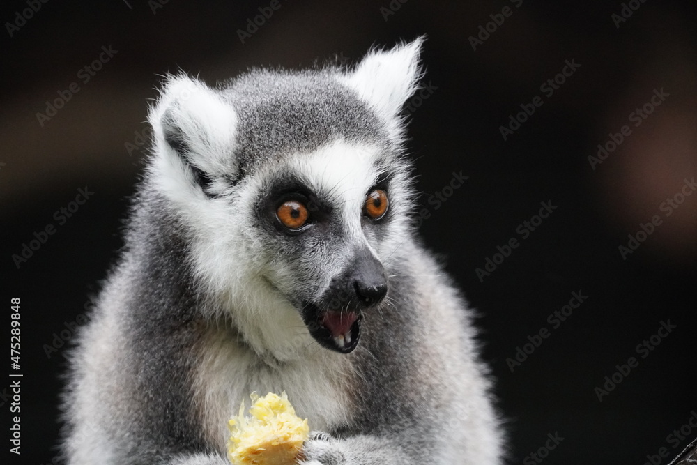 Fototapeta premium Ring tailed lemur