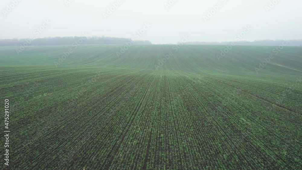 Aerial view of bright green agricultural farm field with growing rapeseed plants. Autumn and fog Aerial view of bright green agricultural farm field with growing rapeseed plants. Autumn and fog