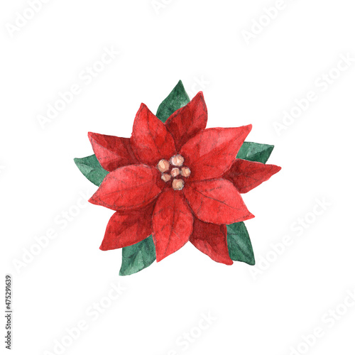 Red poinsettia plant with leaves. Christmas holiday decorative design element. Watercolor hand painted illustration isolated on white background.