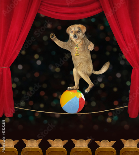 A beige dog tightrope walker in sunglasses is on a ball in a circus.