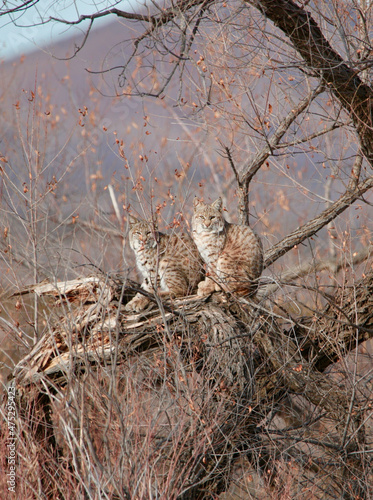 Photography Vertical shot of two lynxes sitting on the tree.
