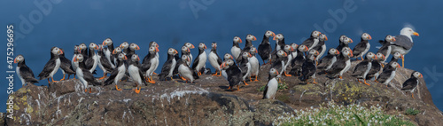 Fotografiet Beautiful view of puffin colony birds standing on a rock by the sea