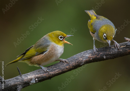 Closeup shot of a small colorful birds on a tree branch with blurred background
