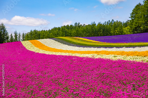 lavender field in the summer