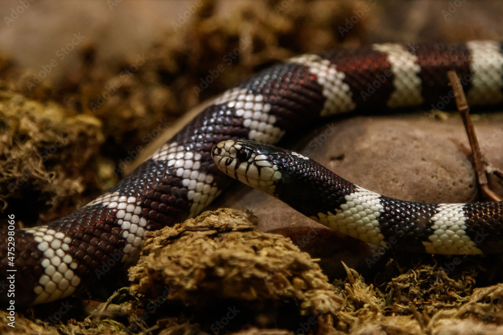 Fototapeta premium snake lampropeltis getula californiae
