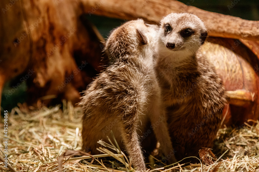 Fototapeta premium Beautiful meerkats are played