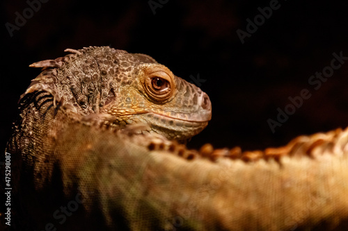 Beautiful iguana green  Iguana iguana