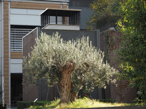 街角に植えられたオリーブの木