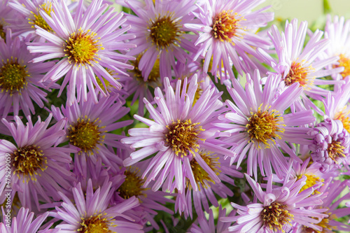 bouquet of beautiful purple chrysanthemums on a white background