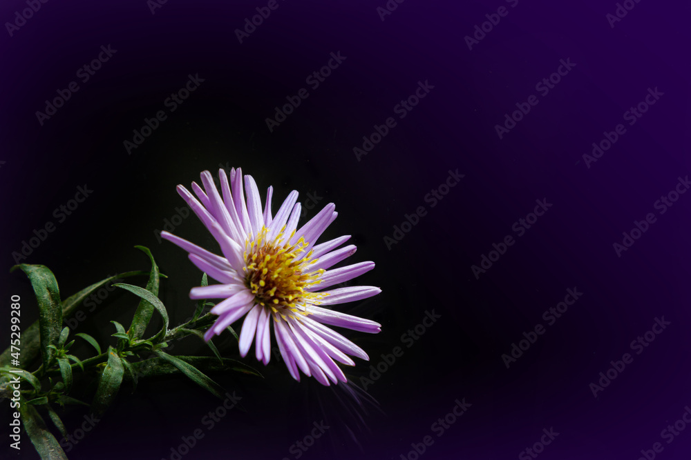 Obraz premium close-up of purple flowers on a dark background. copy space
