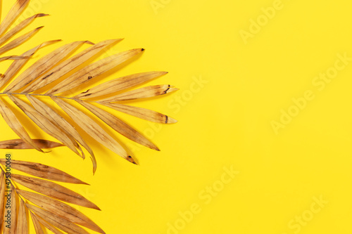 Dry palm leaves on a yellow background. Background for advertising your product. Creative copy space for your design. Abstract natural texture.