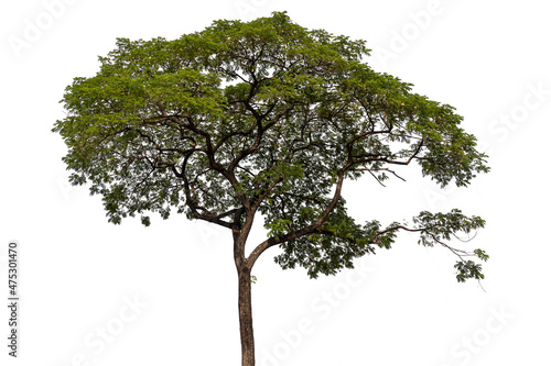 Isolated green tree on white background for architecture