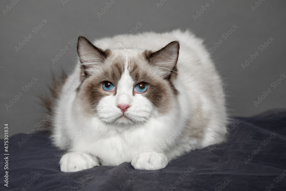 Portrait of long-haired ragdoll with blue eyes in studio. Pedigreed cats. Animal show. Exhibition condition. Pet care products. Maintenance and breeding . Pet grooming.