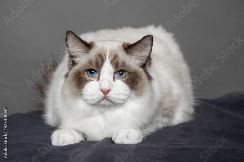 Portrait of long-haired ragdoll with blue eyes in studio. Pedigreed cats. Animal show. Exhibition condition. Pet care products. Maintenance and breeding . Pet grooming.