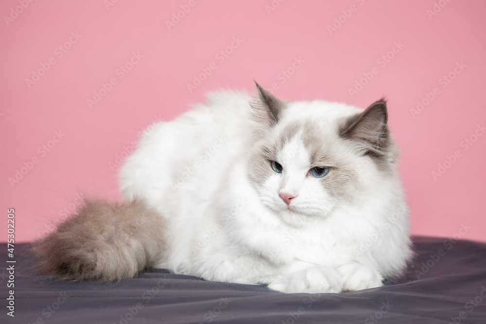 Fototapeta premium Portrait of ragdoll cat with blue eyes in studio . Pedigreed cats. Exhibition condition. Pet care products. Maintenance and breeding . Pet grooming.Blue-eyed cats.