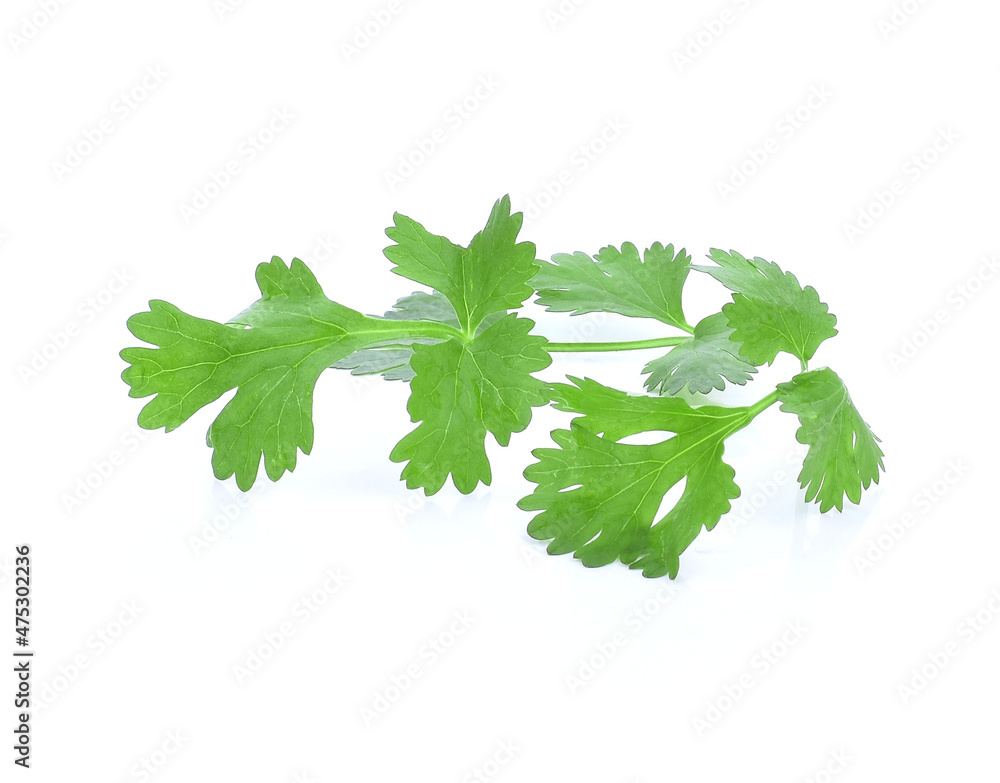 fresh green leaf coriander isolate on white background fresh green leaf coriander isolate on white background
