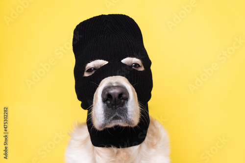 Fotografie A dog in a mask of a robber or a criminal