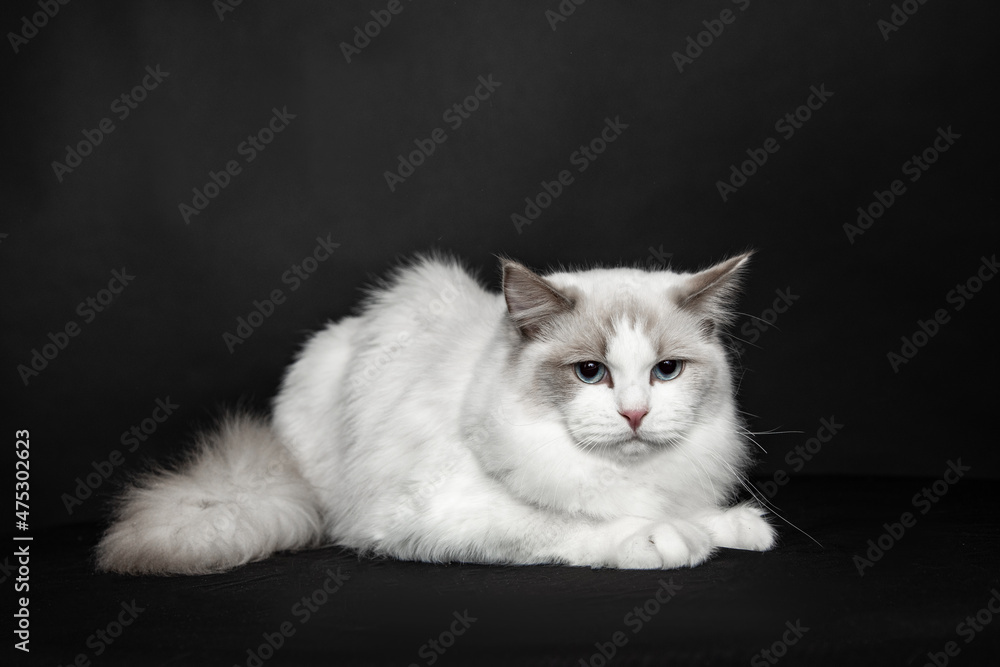 Fluffy young cat ragdoll with blue eyes poses in studio on black background. Pedigreed cats. Exhibition condition. Pet care products. Maintenance and breeding . Pet grooming.Blue-eyed cats.