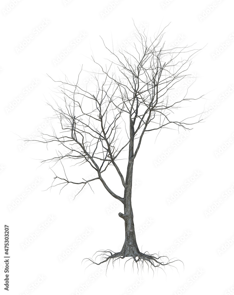 Obraz premium A withered tree without foliage. On white background.