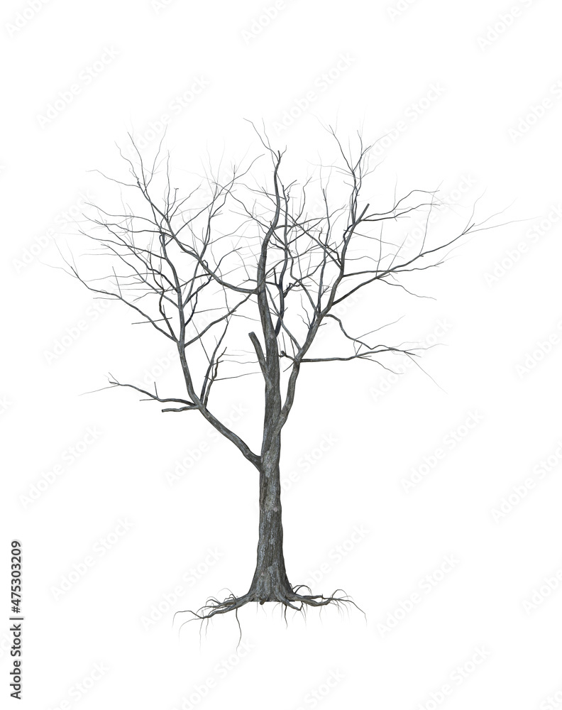A withered tree without foliage. On white background. A withered tree without foliage. On white background.