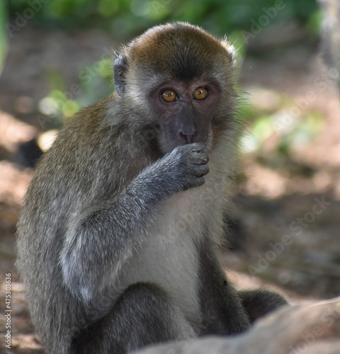 Cute macaque monkey eating something and looking at the camera