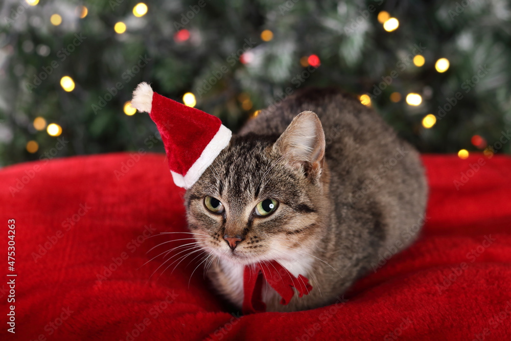 Little cat in a red hat of Santa Claus sitting on the background of the Christmas tree. Kitten close up on a red pillow. Christmas lights. Happy New Year. Cute cat with green eyes. Tabby. Winter. 2023 Little cat in a red hat of Santa Claus sitting on the background of the Christmas tree. Kitten close up on a red pillow. Christmas lights. Happy New Year. Cute cat with green eyes. Tabby. Winter. 2023