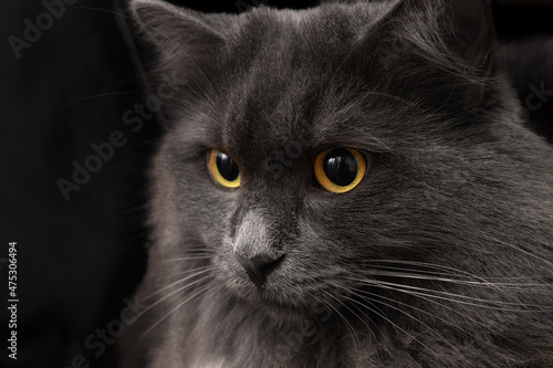 Fototapeta Naklejka Na Ścianę i Meble -  The beautiful cat Nibelung looks forward. Close up portrait on dark background.
