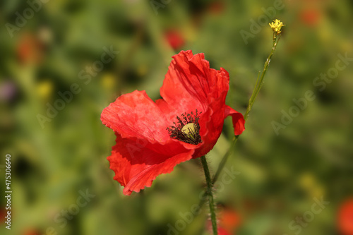 Beautiful single red Poppy flower in bloon with green plants and lavender in the background.