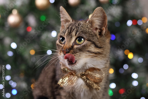 Cat sits on a gold background and licks. Portrait of a little cat. Kitten with green eyes. Pet care. Kitten on a background of a Christmas tree and New Year's lights. Happy New Year 2023. Tabby. Tiger