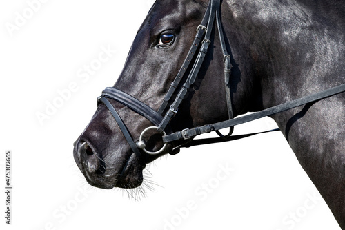 Portrait of black sport horse looking on white background. Arabian stallion head in bridle closeup isolated on white.