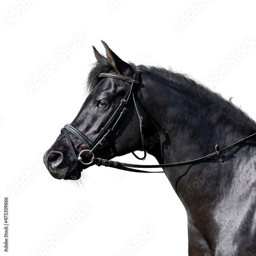 Canvas-taulu Portrait of elegance black sport horse standing on white background