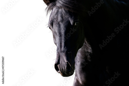 Portrait of black horse looking forward on white background. Arabian stallion head closeup isolated on white.