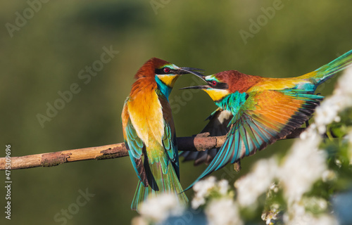 pair of beautiful birds of paradise