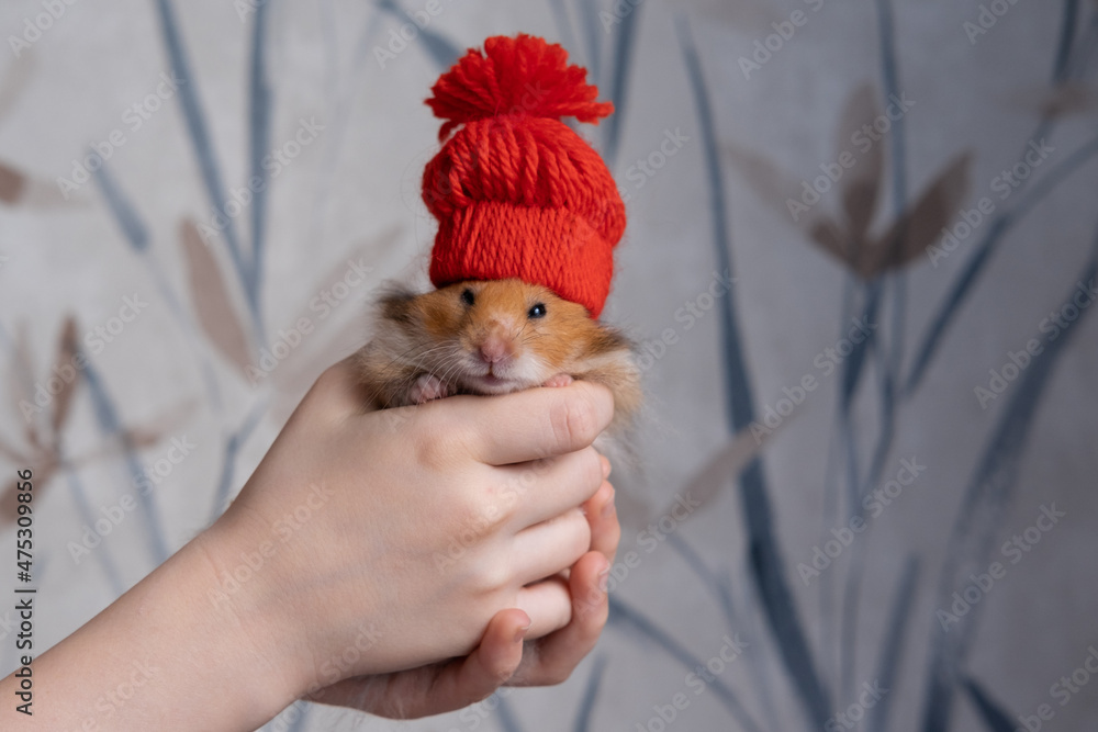 Cute fluffy ginger hamster in a red hat. New Year and Christmas concept