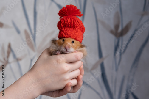 Obraz na płótnie Cute fluffy ginger hamster in a red hat. New Year and Christmas concept w salonie