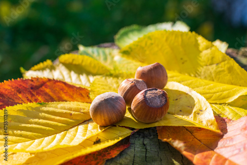 Hazelnuts Among Fall Colored Leaves In The Forest Enlightened by Sunset 
