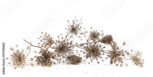 Dry wild flowers Daucus carota with seeds  isolated on white background. Winter background of meadow grasses flowers with umbels.