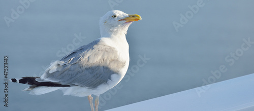 Foto Seagull with an open beak, close-up