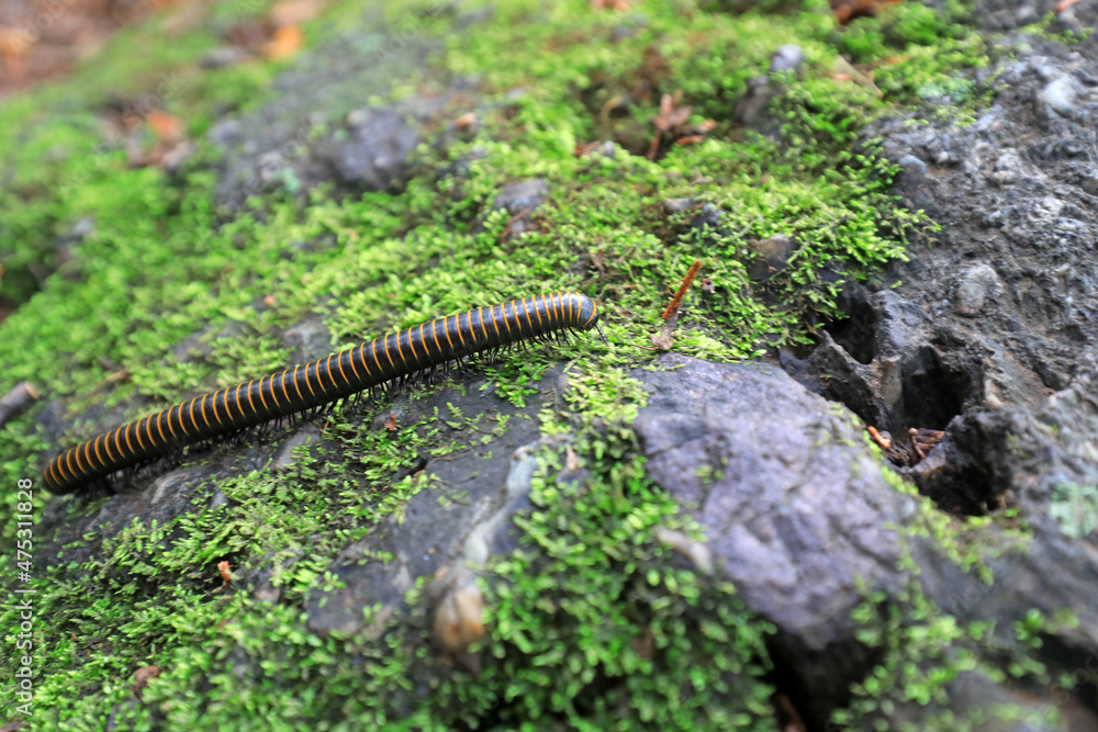 Millipedes in the wild, North China Millipedes in the wild, North China