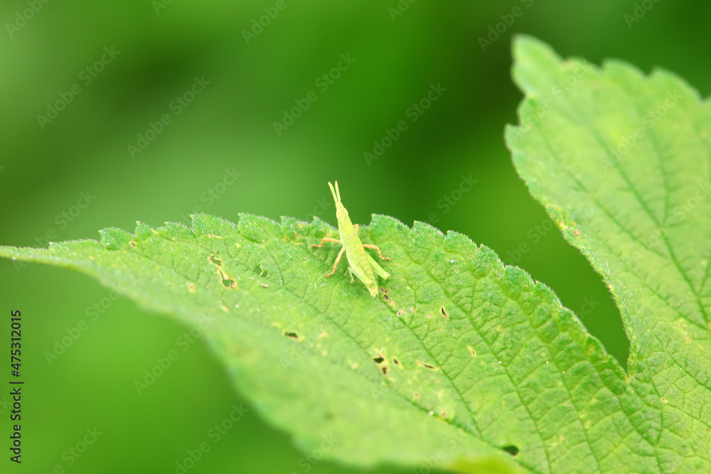 Atractomorpha sinensis in the wild, North China