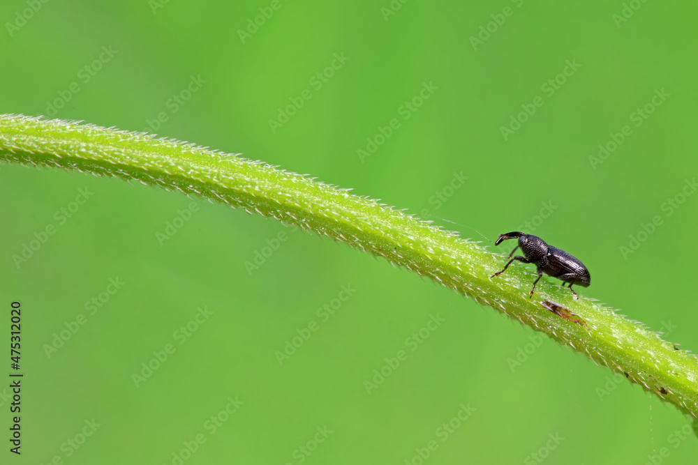 Weevil on wild plants, North China Weevil on wild plants, North China