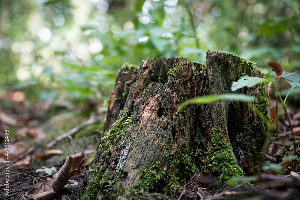 Fototapeta premium moss on tree
