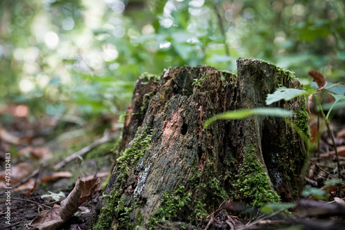 moss on tree