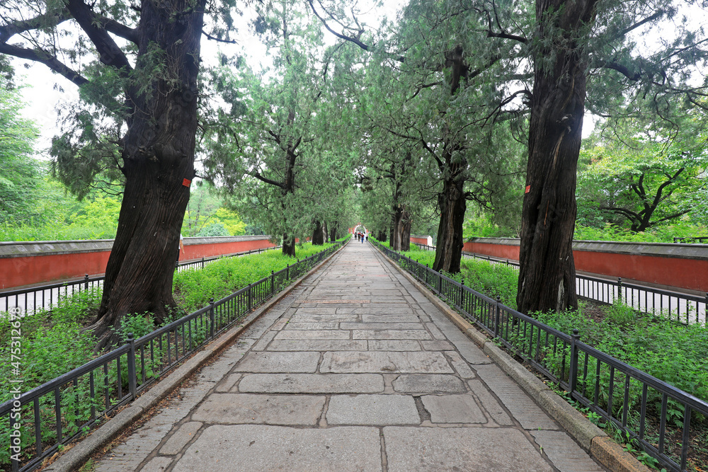 The ancient cypress passage is at Wofo temple in Beijing, China The ancient cypress passage is at Wofo temple in Beijing, China