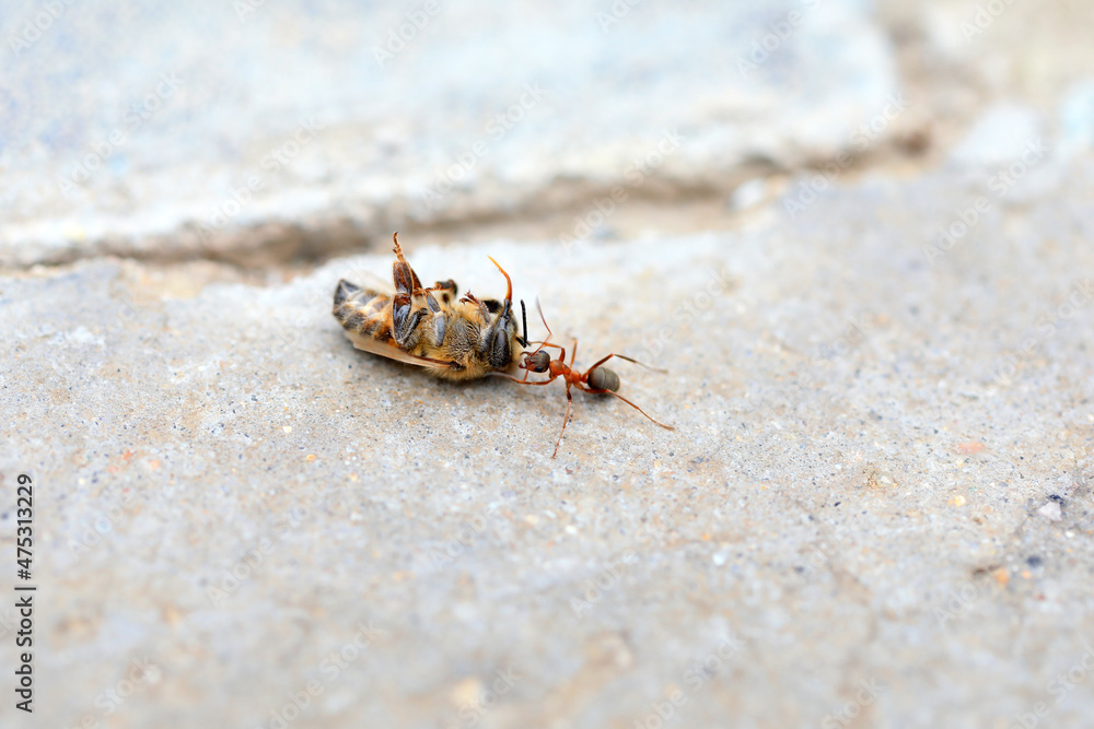Ants carry dead bees on the ground Ants carry dead bees on the ground