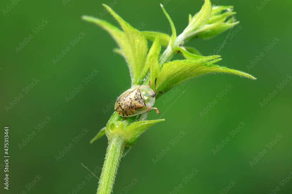 Hispidae family insect crawl on plants, North China Hispidae family insect crawl on plants, North China